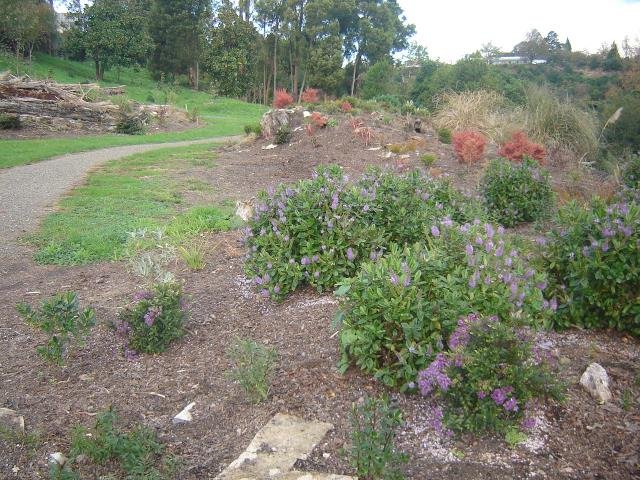 LSP- the beginning, 2008-11 Cambridge Tree Trust